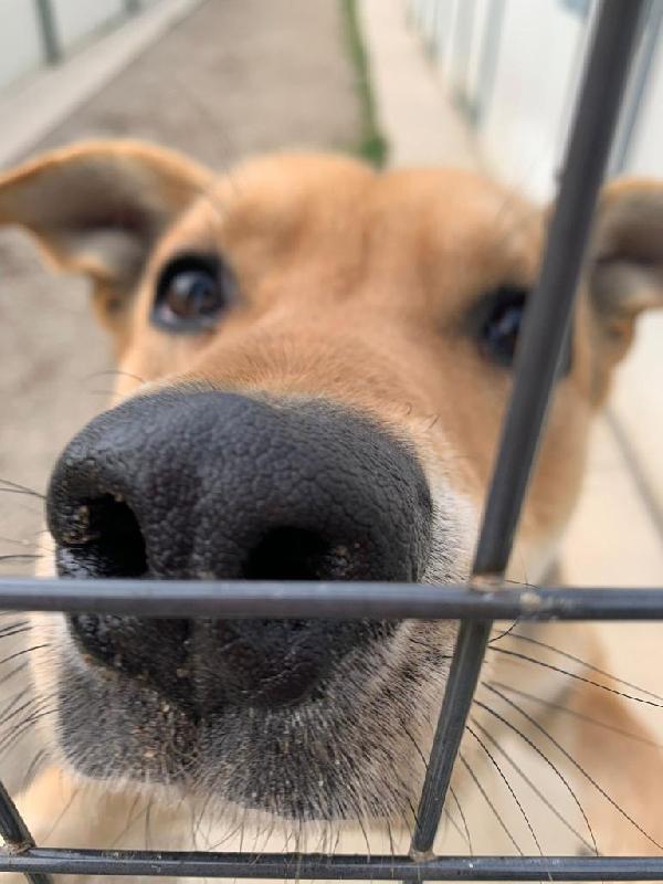 Poseidone, adozione del cuore, un po’ timoroso Foto 3